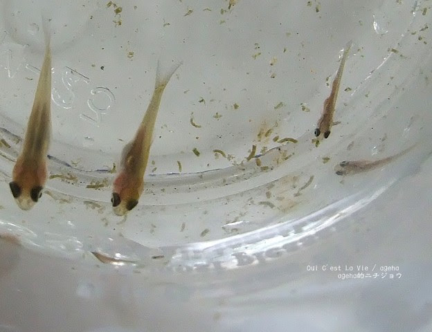 なんでこんなに成長に差があるのかナゾ 金魚稚魚 写真共有サイト フォト蔵