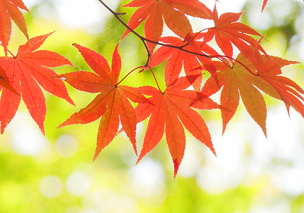 紅葉 もみじ 花