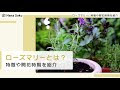 無料ダウンロード ローズマリー マリンブルー 開花 207874-ローズマリー マリンブルー 開花