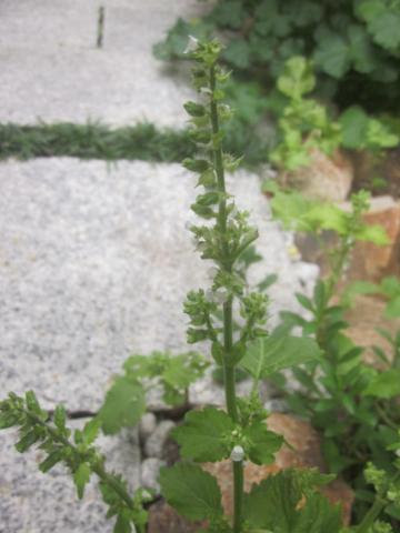 シソ大葉の花と実 猫と園芸