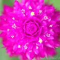 ストロベリーフィールド 花言葉 名前の由来 花の写真 みみみんブログ