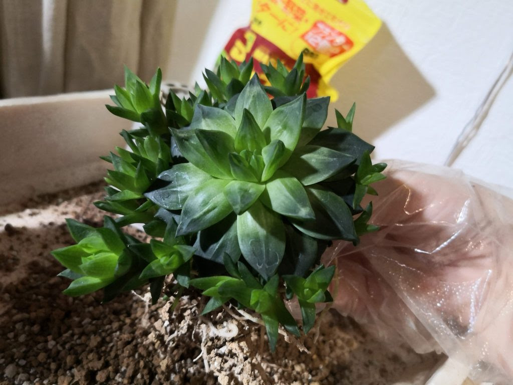 ハオルチアの株分けの適期はいつがいいんだろう 我が家の事例から考えた ぴすけの庭