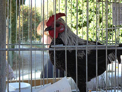 coq.jpg