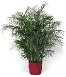 15 Bamboo