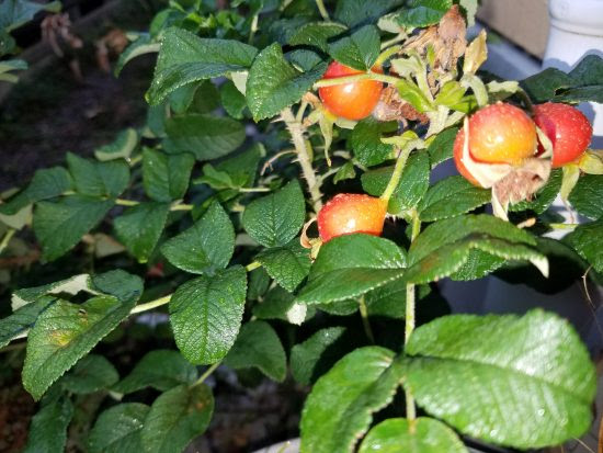 はじめてのバラ栽培におすすめのバラ ハマナスの育て方