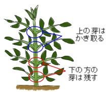 ダリアの育て方 ヤサシイエンゲイ