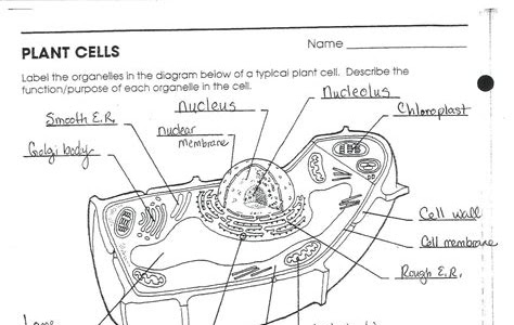 Download instructional fair inc biology if8765 answers PDF PDF