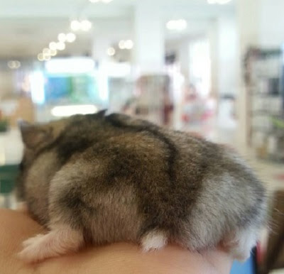 ハムスターを48時間観察しよう 今月のいきもの ニコニコインフォ