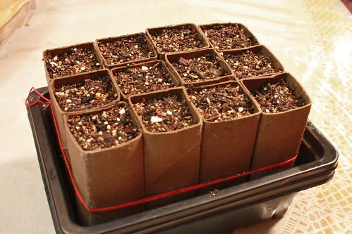 Sown Corn Seeds (in Toilet Paper Roll Pots)