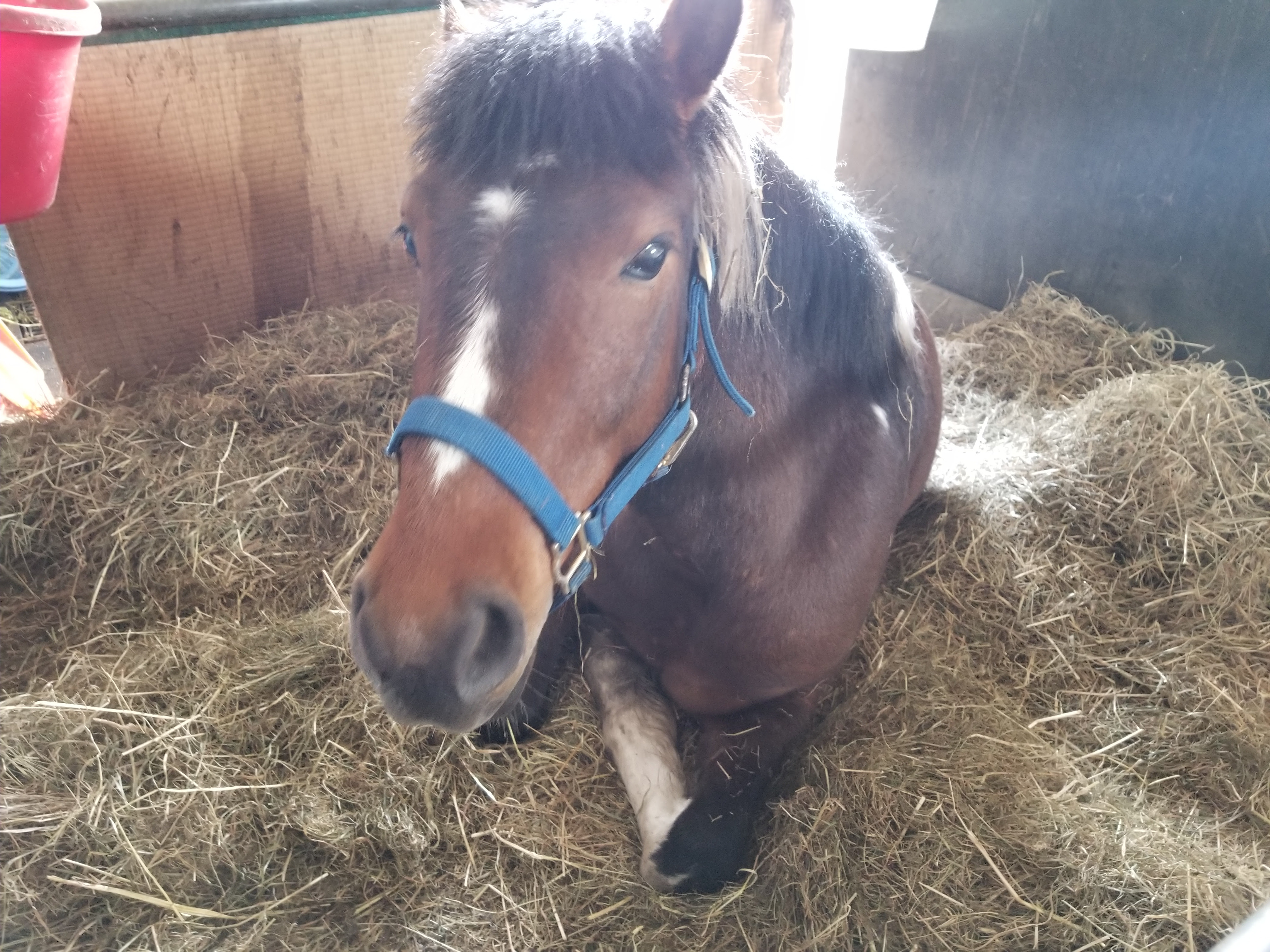 お馬のご紹介 ホロシリ乗馬クラブ