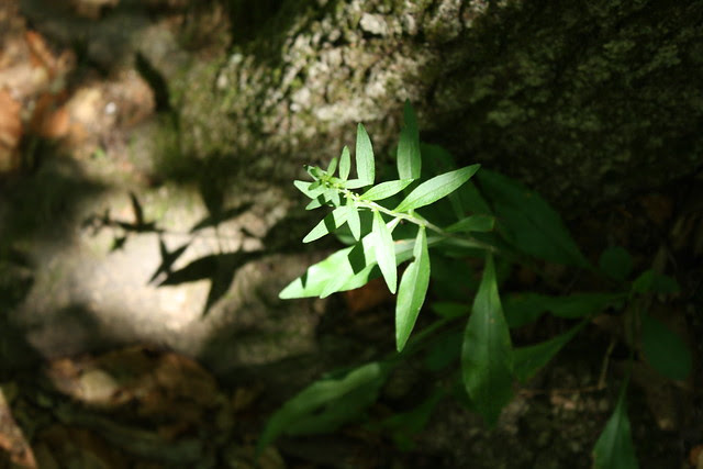 plant, sun