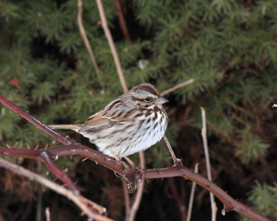 Song Sparrow