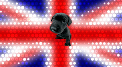 Noms De Chiens Anglais Ou Nom Dorigine Anglaise Wouaf Wouaf