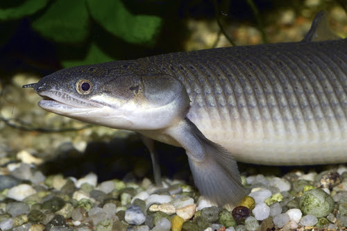ポリプテルス セネガルスの寿命はどのくらい 平均寿命が知りたい 熱帯魚 淡水魚 海水魚の図鑑