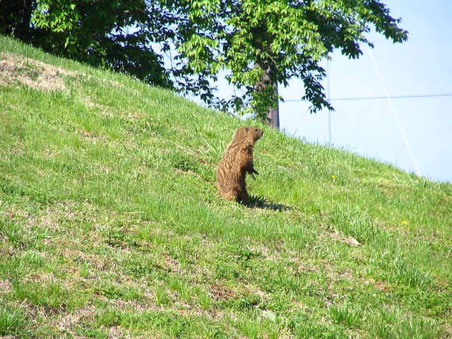 Urban Groundhog