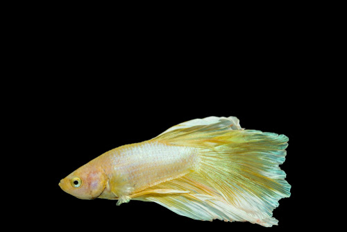 ベタが水換え後元気がない 動かない 原因や対策は 熱帯魚 淡水魚 海水魚の図鑑