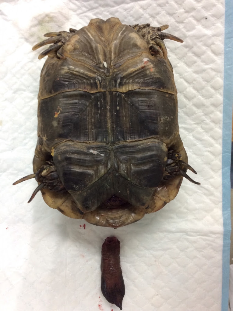 カメのおしりから何かが出てきてる場合の対処法 陰茎脱編 オアシス便り 垂水オアシス動物病院