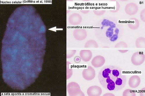 Cromatina sexual em núcleos