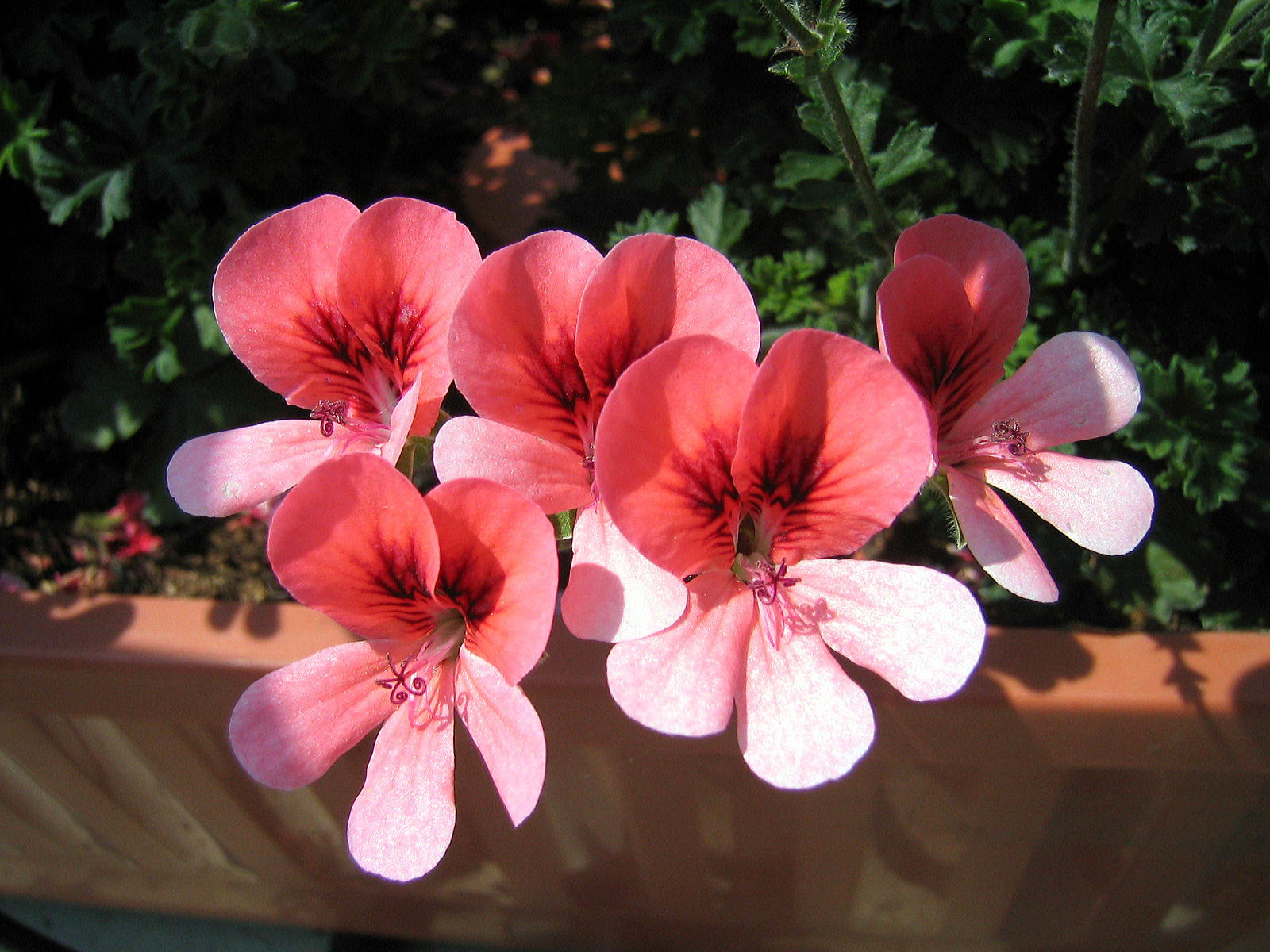 Flowerstyle 初見園芸 Pelargonium Paradise ペラルゴニウム エンジェルアイズ Pac