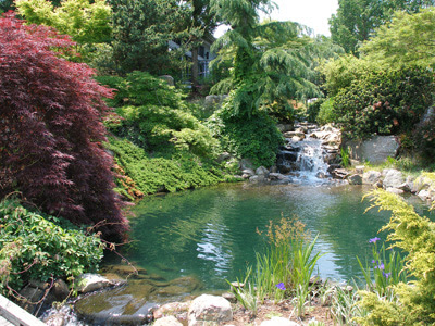 Evergreen Landscaping Trees
