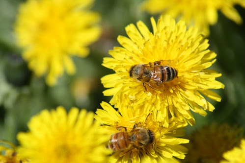buzzing on a dandelion