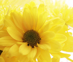Yellow flower