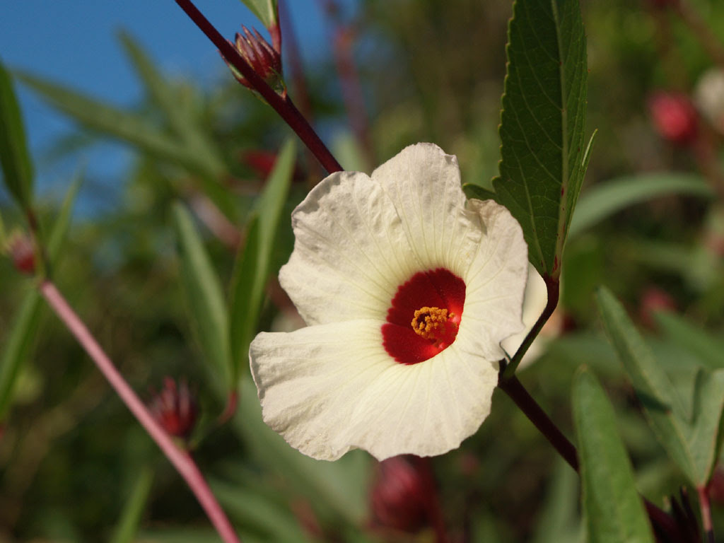 花壁紙 旧 1 700 アオイ科の朝咲く花 ローゼル