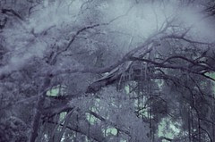 ghostly banyan