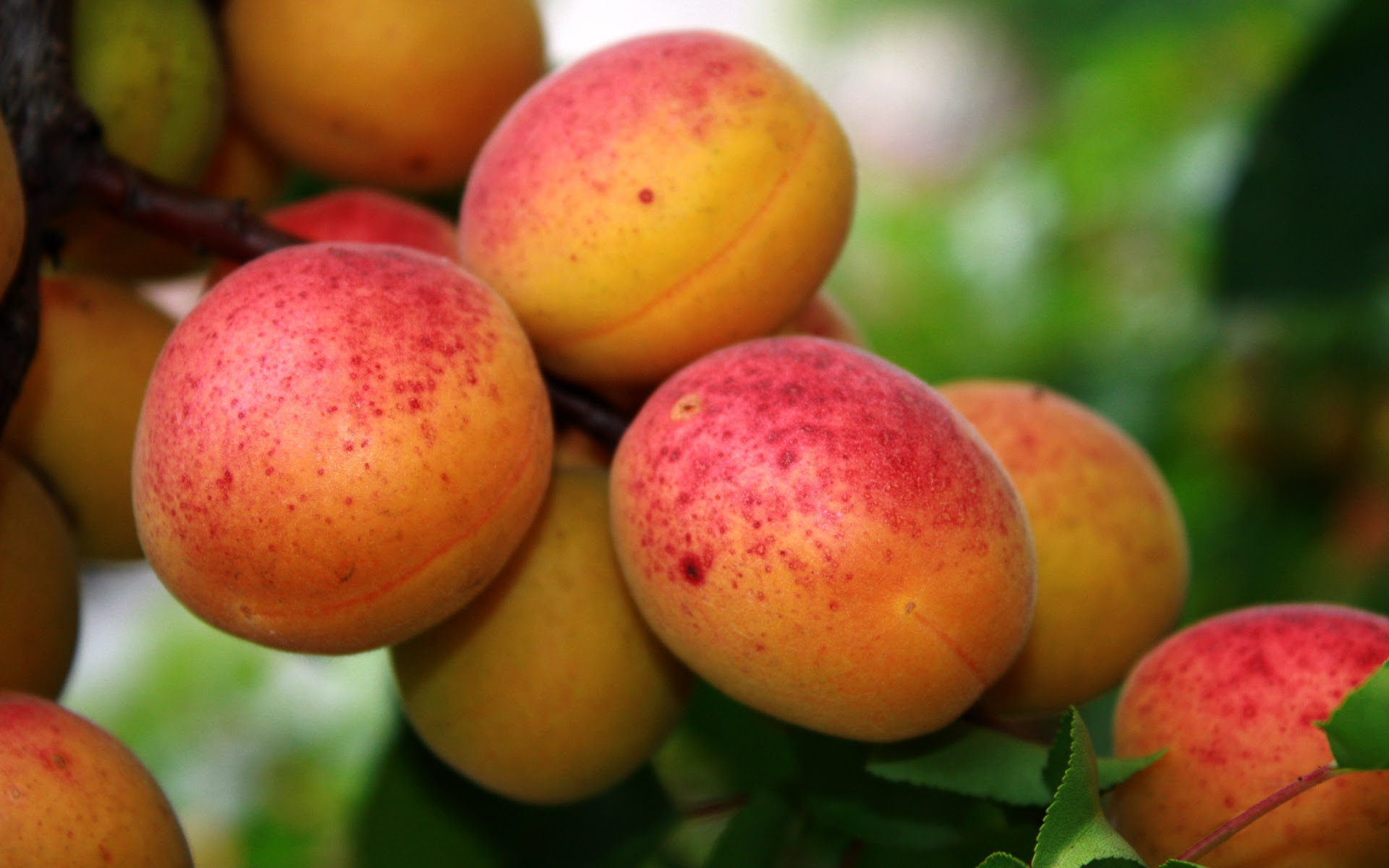 Red apricot fruit Wallpaper | 1920x1200 resolution wallpaper 