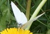 cabbage white 1