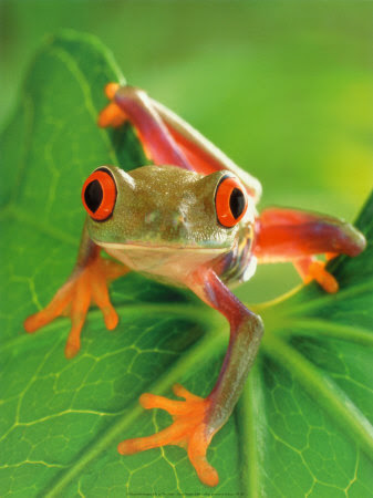 Frog protesters make weird