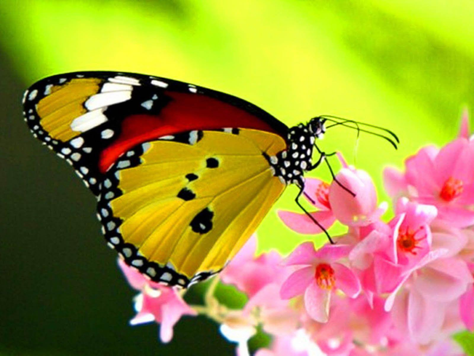 Beautiful Butterfly Wallpapers Wallpaper Cave Beautiful Butterfly Wallpapers Wallpaper Cave