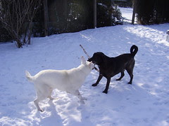 tala cody backyard snow2 017