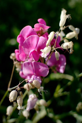 Two flowers by dcclark