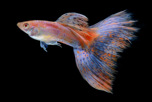 グッピーにヒーターは必要 やけどした場合の対処法は 熱帯魚 淡水魚 海水魚の図鑑