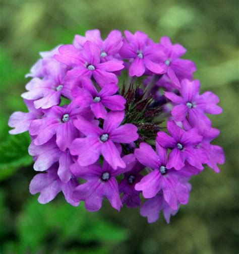 It's not called flashy firebush for nothing. 22 Best Flowers for Full Sun | Heat Tolerant Flowers for