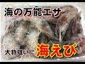 釣り 餌 エビ 種類 290613-釣り餌 エビ 種類