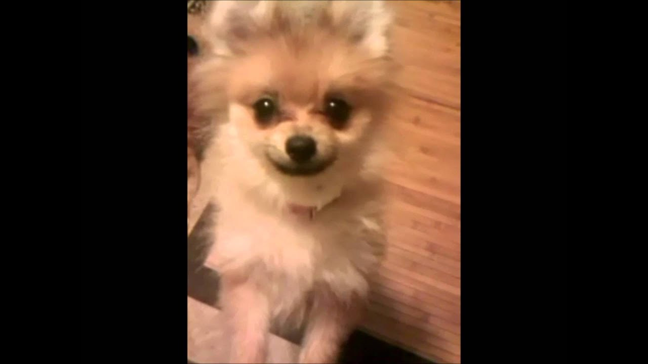 Chewy's Pomeranian Puppy Uglies YouTube