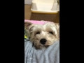 なんでやねん 犬 174202-なんでやねん 犬