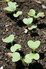 radish