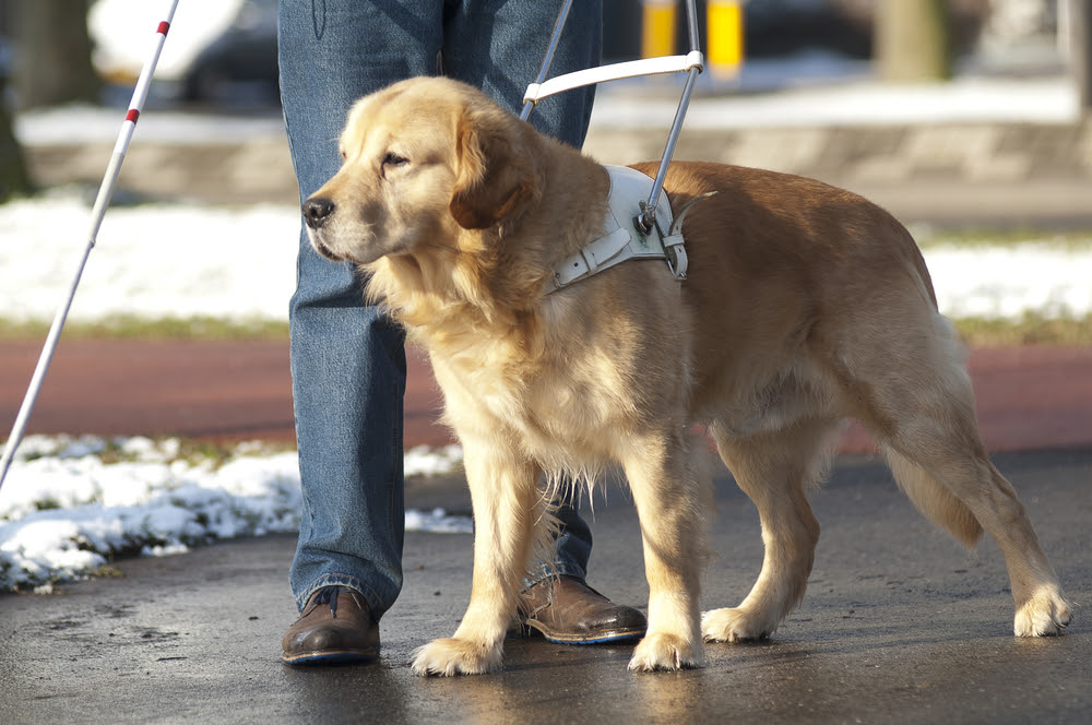 Guide dog jumps in front of oncoming bus to save blind ...