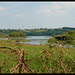 Water through hedgerow