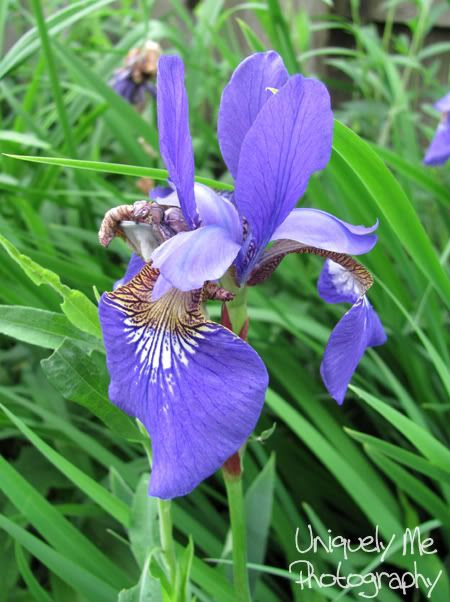 Purple flower 1