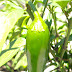Are Jalapeno Plants Perennial - Learn how to plant, grow, and harvest jalapeño peppers in your.