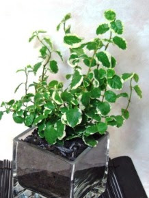 フィカス プミラの育て方 自然と暮らす 観葉植物