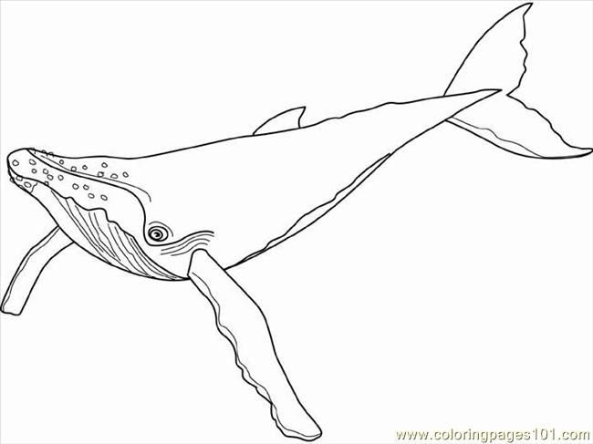 Download Sperm Whale Coloring Page At Getdrawings Free Download