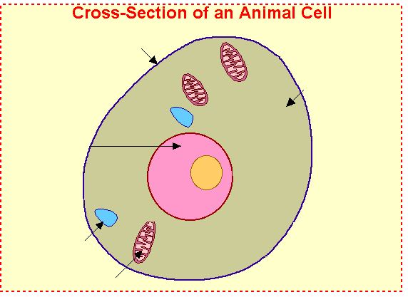 Free Animal Cell Unlabeled Download Free Animal Cell Unlabeled Png Images Free Cliparts On Clipart Library