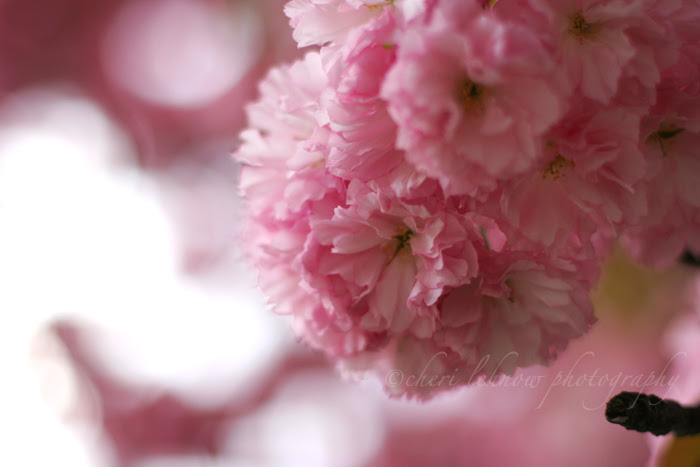 IMG_7965_cherry.jpg