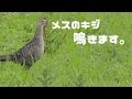 キジ 野生 メス 181353-キジ 野生 メス