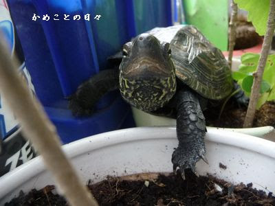 かめことの日々 紫外線ライト